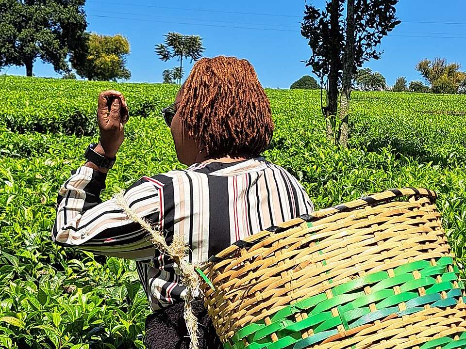 Tea leaves being harvested on a farm in Kenya