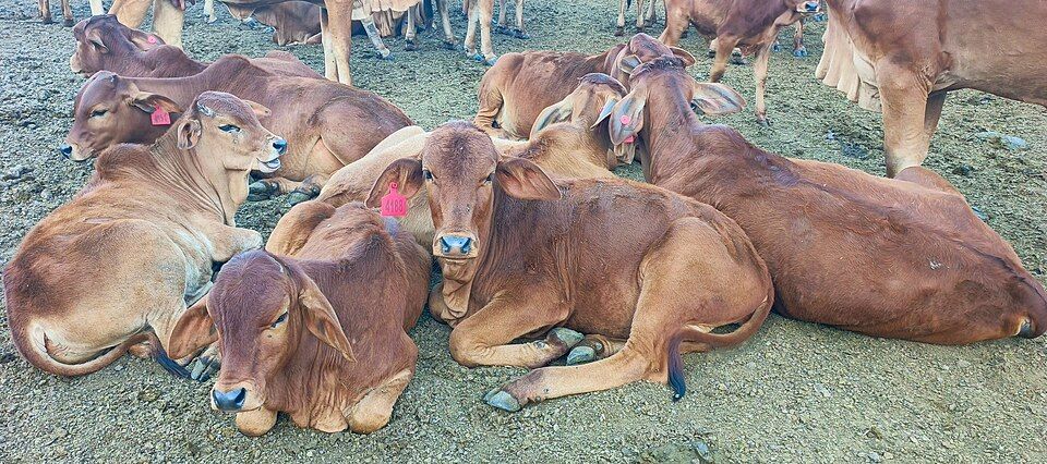 Sahiwal cattle in Kenya