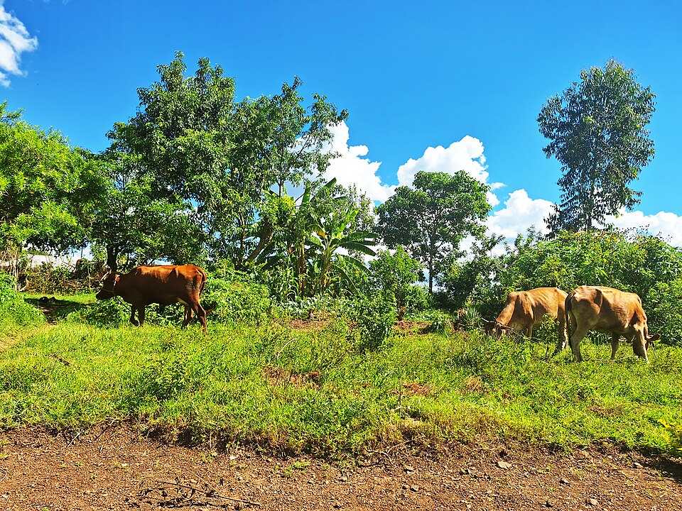 Cows grazing on a family farm at Kehancha, Migori County